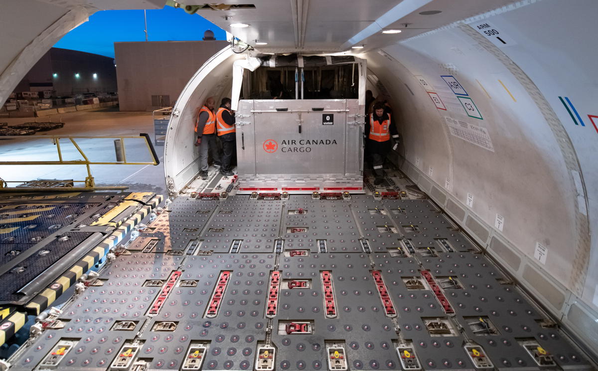 The horse flew in a state-of-the-art stall used by Air Canada Cargo.  (Air Canada Cargo) 