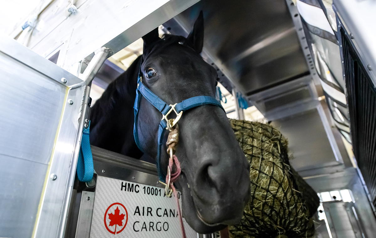 Noble gets ready to fly with Air Canada Cargo. (Air Canada Cargo)