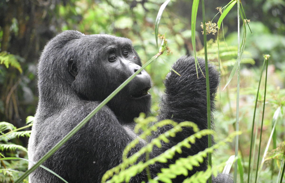 A gorilla in Rwanda. Wildlife conservation is a top priority for sustainable tourism in 2024, says Virtuoso. (Unsplash/Emmy Shingiro)