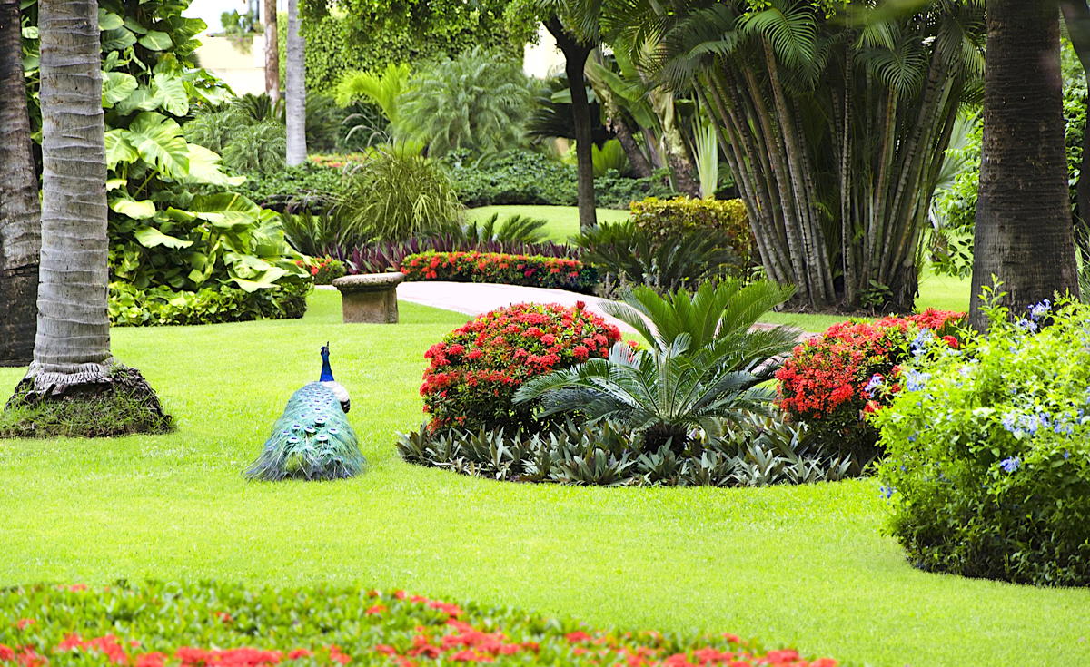 Velas Vallarta, with its gardens, koi fish ponds and roaming peacocks, is kept in pristine shape. (Velas Resorts)