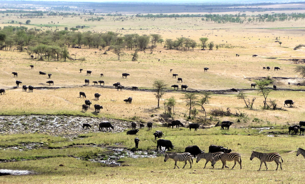 Animals in the Serengeti, one of Almond's favourite vacation spots. Photo courtesy of Cindy Almond. 