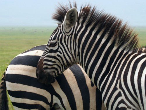 Globus unveils 2017 Africa itineraries