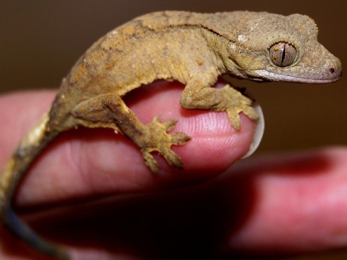 WestJet finds lost gecko, owner calls for change in pet policies