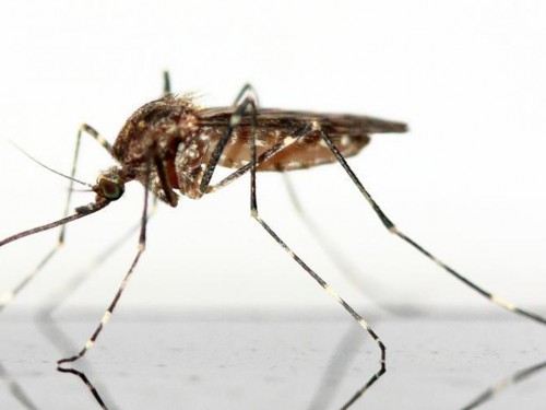 CDC issues Zika warning for Miami