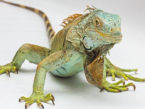 Loose lizards ground WestJet flight