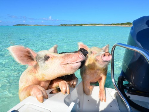 Several Bahamas' swimming pigs found dead