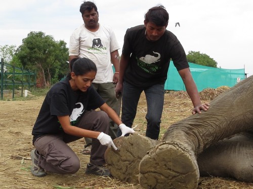 TreadRight Foundation to support Wildlife SOS - India on Earth Day