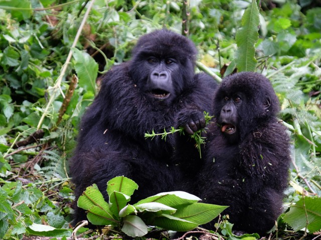 Intrepid selling half-price gorilla tours in Rwanda