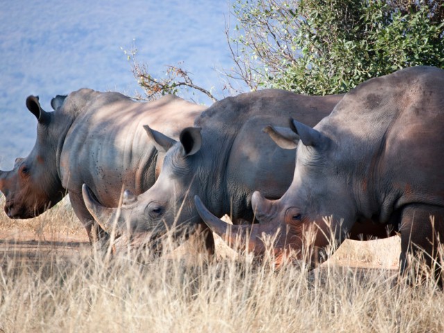 SAA bringing Africa to Toronto