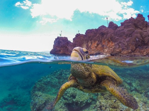 No more straws at the Sheraton Maui