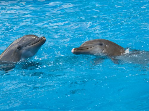 SeaWorld Orlando shelters dolphins