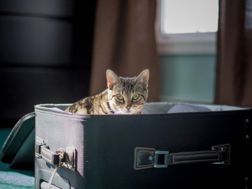 Delta sues fake pet carrier