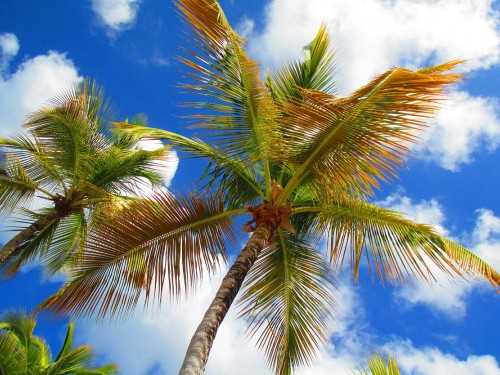 Caribbean still the top int'l travel spot for Canadians