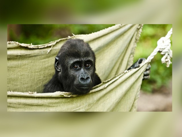 New gorilla trekking program offered by Goway