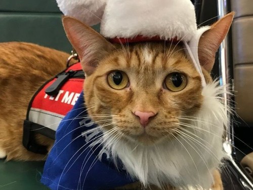 YYC pet therapy program welcomes new recruits