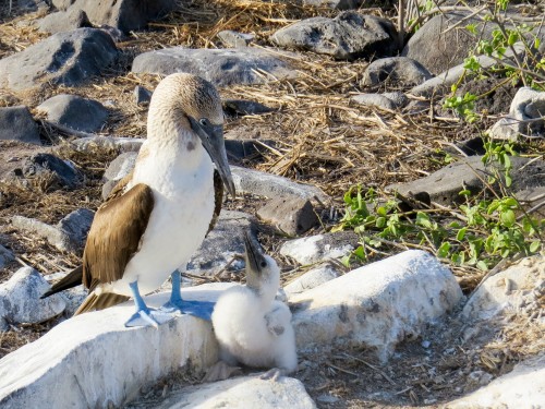 Goway covering return airfare from Ecuador to Galapagos Islands