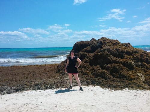 Sargassum in the South: what you need to know