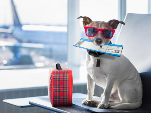 What you need to know about flying with your pet