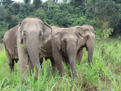 TTC and World Animal Protection team up for the sake of animals