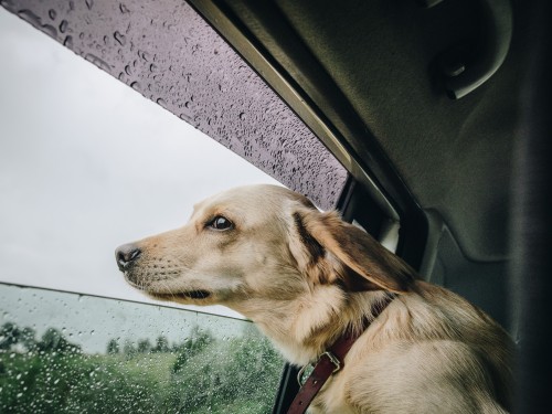 IATA launches live animal program in support of animal welfare