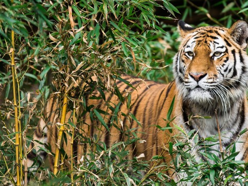 TreadRight & TTC mark Earth Day 2018 with big cat conservation