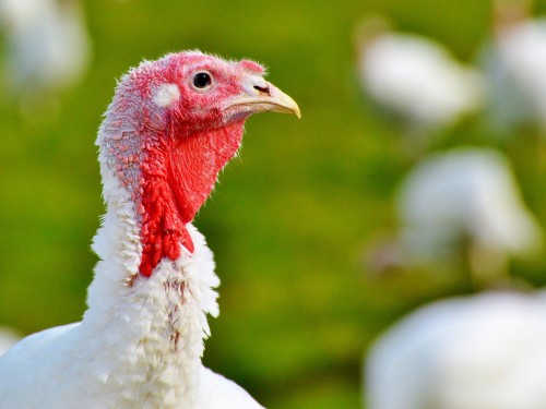 American Airlines tightens rules on emotional support animals