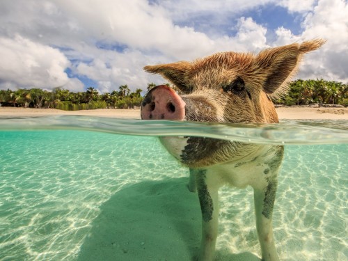 A hot year ahead for Bahamas