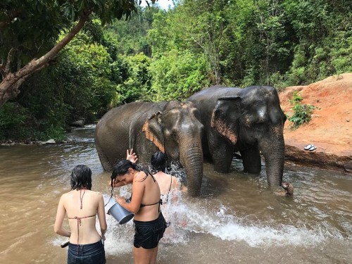 No more human-elephant interaction at Chiang Mai's Happy Elephant Care Valley