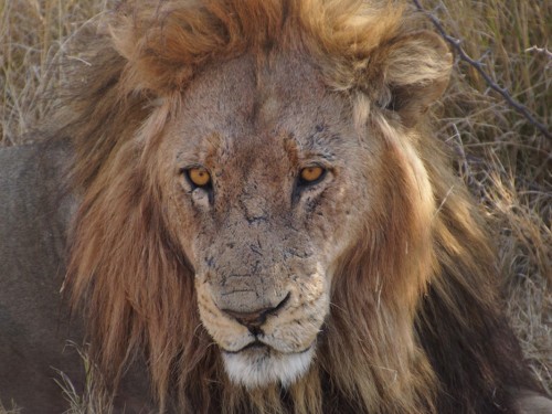 Trafalgar introduces 10 new Africa trips