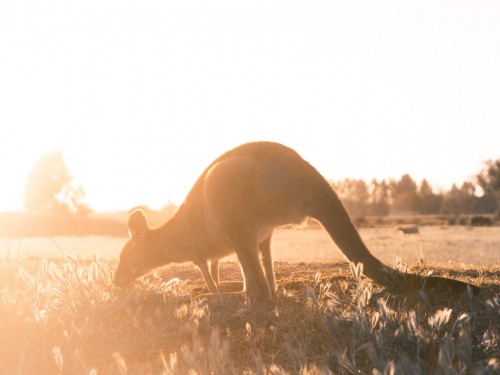 Goway & Air Canada offering $90 on bookings downunder