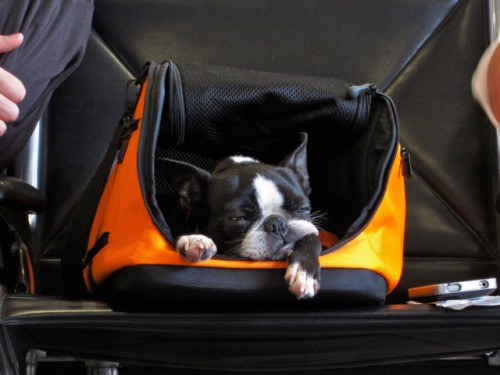 Small pets can fly in Economy with Transat