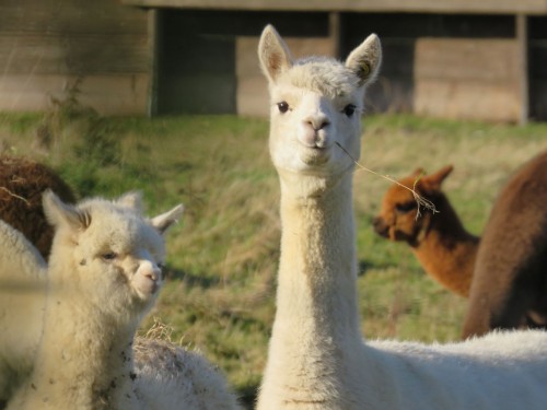 Air Canada Cargo gets IATA certificate for safe animal transport