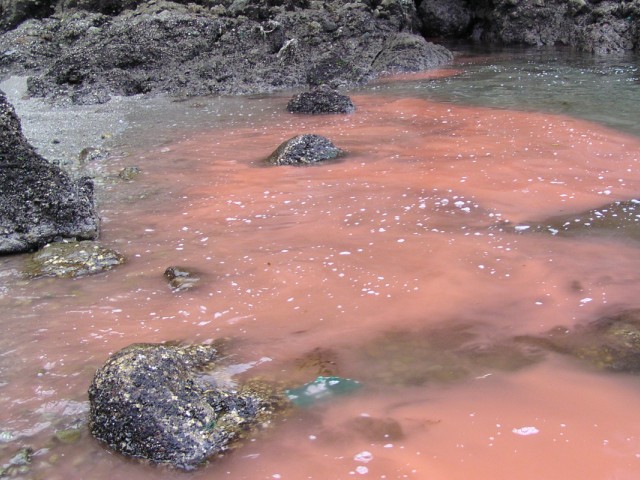 Most of Florida has actually been spared by the red tide
