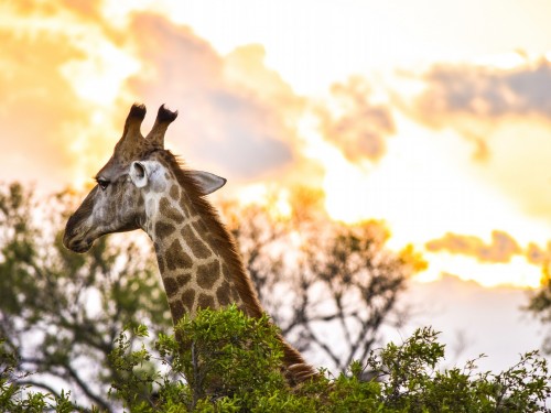 Goway's 2019 Africa and Middle-East Travel Planner is here