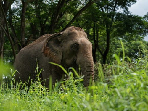 Animal tourism isn't popular with millennial travellers