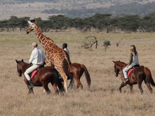 The new safari: take a ride on the wild side