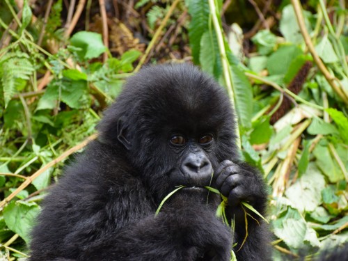 3 new gorilla families can be found in one of Uganda's national parks
