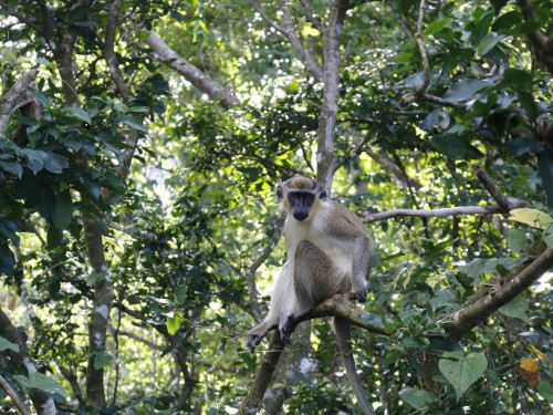 PAX Pic of the Day: Monkeying Around