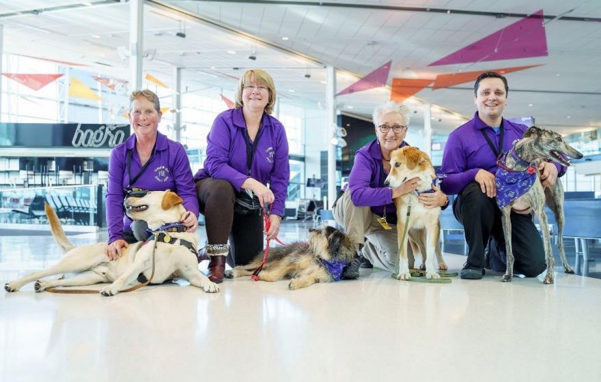Squad goals: YUL gets 30 companion dogs for anxious travellers