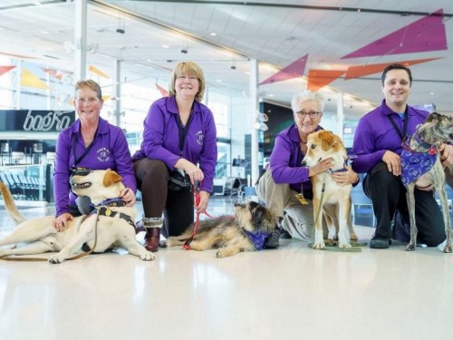 Squad goals: YUL gets 30 companion dogs for anxious travellers