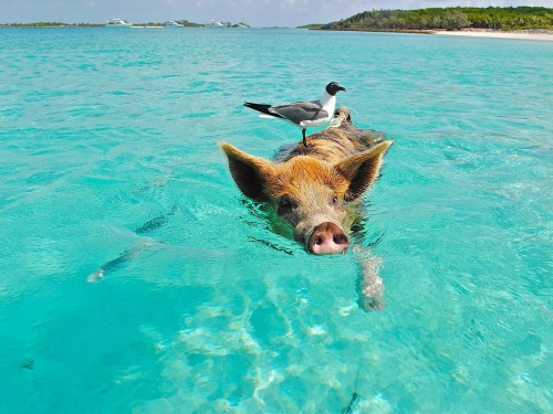 Three ways to go beyond the beach in the Bahamas