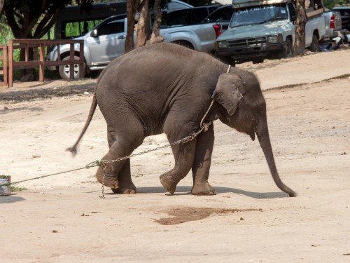 Most travel trade companies turn a blind eye to animal tourism, report says