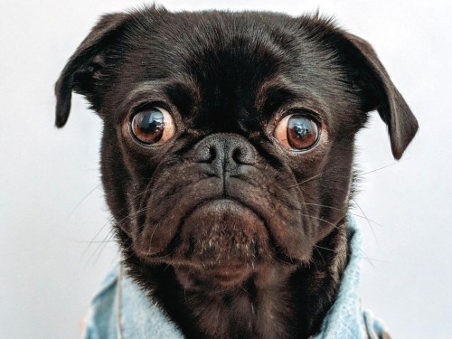 More than 76k people want WestJet to lower their new pet transfer fee