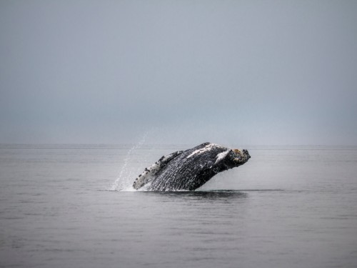 Kids get 50% off select Linblad Alaska voyages