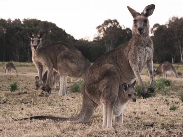 Goway celebrates Downunder Month with amazing agent incentives