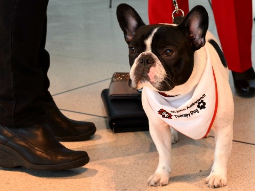 YYZ hires 15 friendly dogs in support of stress-free travel