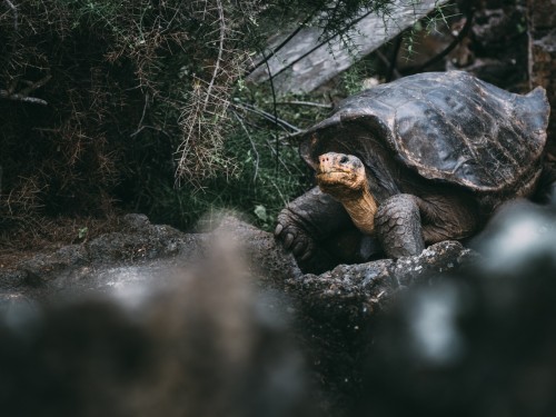 Fly and cruise through Quito with ACV