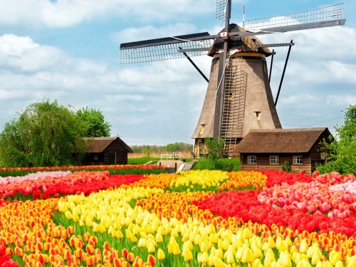 A short guide to experiencing spring in the Netherlands