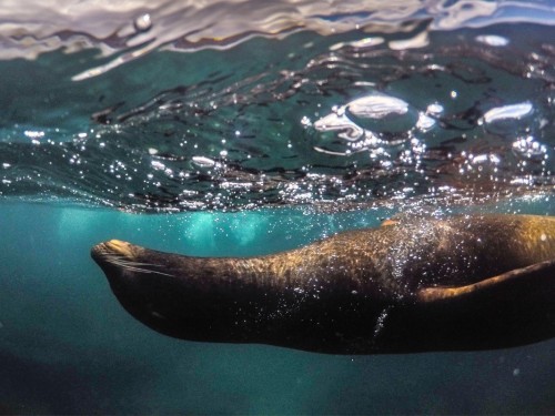 Channel your inner Charles Darwin with these Galapagos adventures