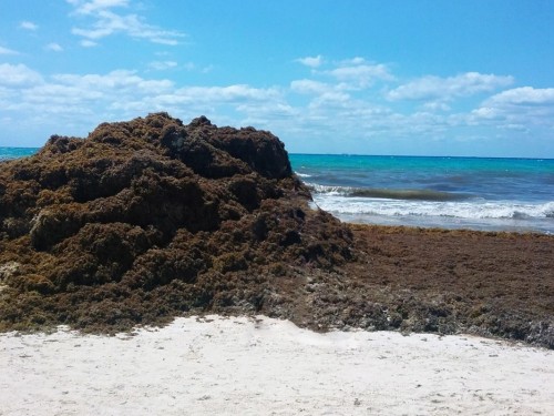 Mexico's sargassum problem now extends all the way to West Africa